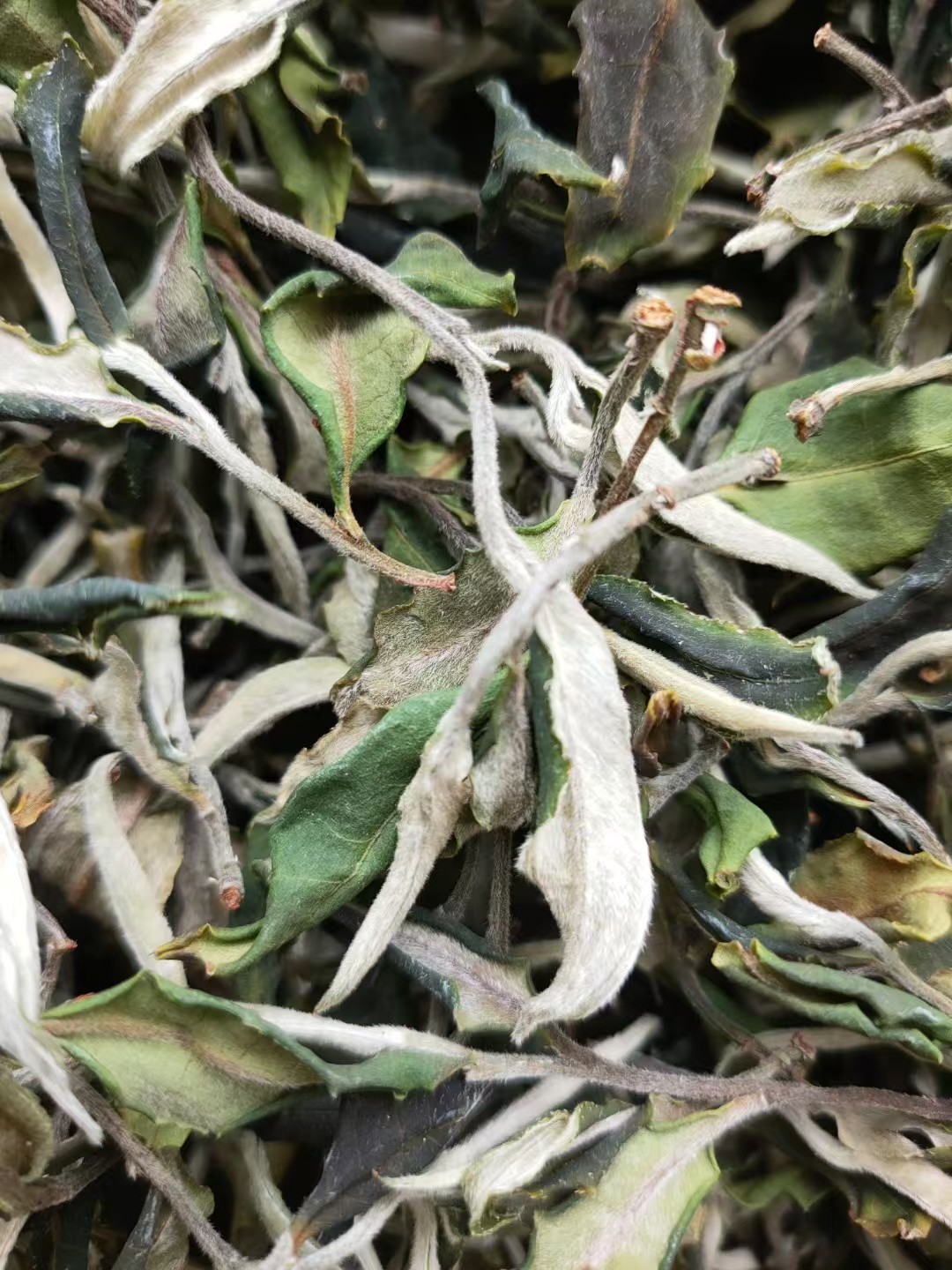 古树白茶500g【会员专享装】